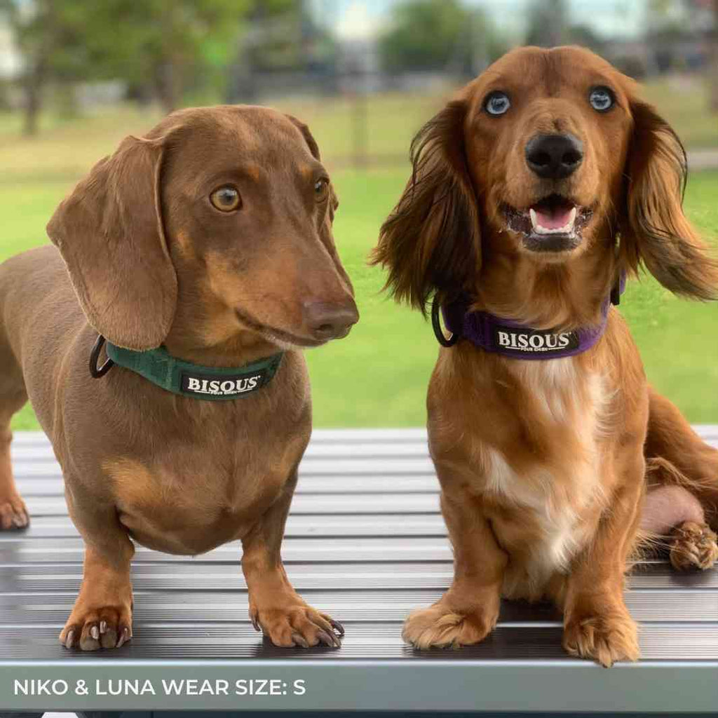 Classic Dog Collar | Green - Bisous | Pour Chien
