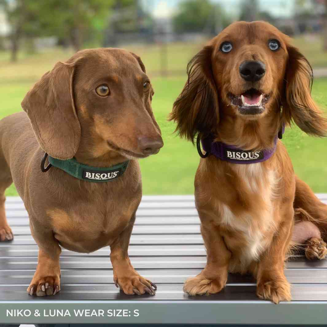 Classic Dog Collar | Green - Bisous | Pour Chien
