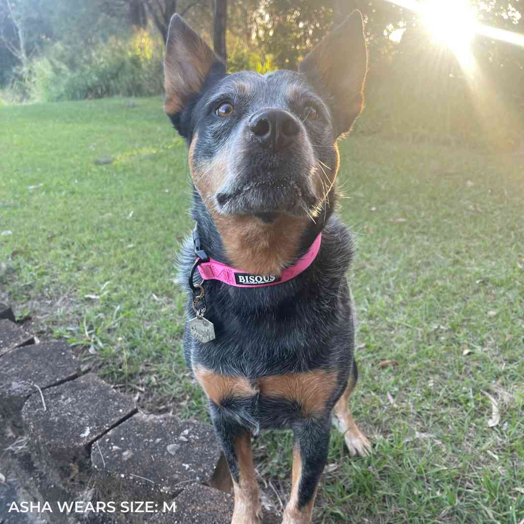Classic Dog Collar | Pink - Bisous | Pour Chien