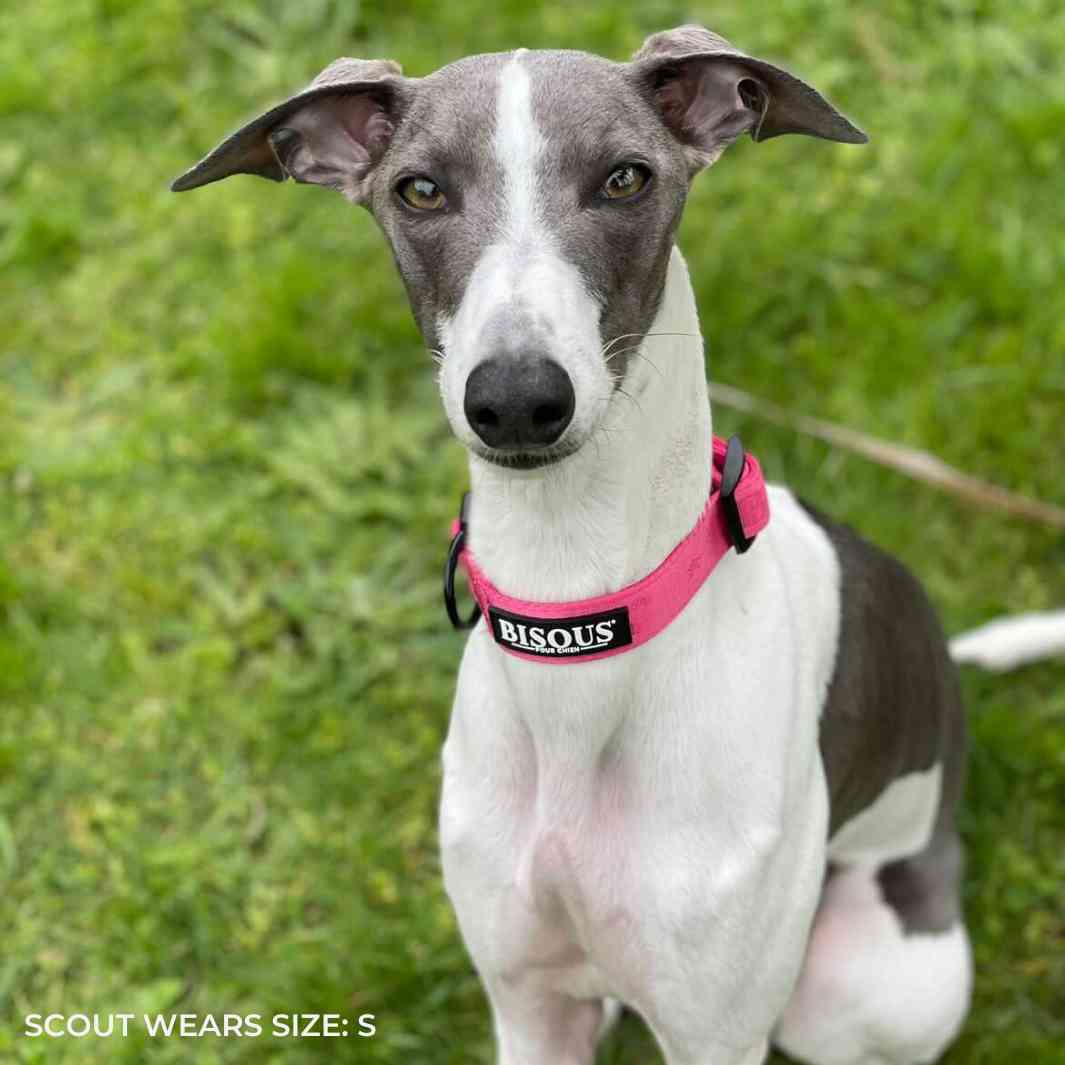 Classic Dog Collar | Pink - Bisous | Pour Chien