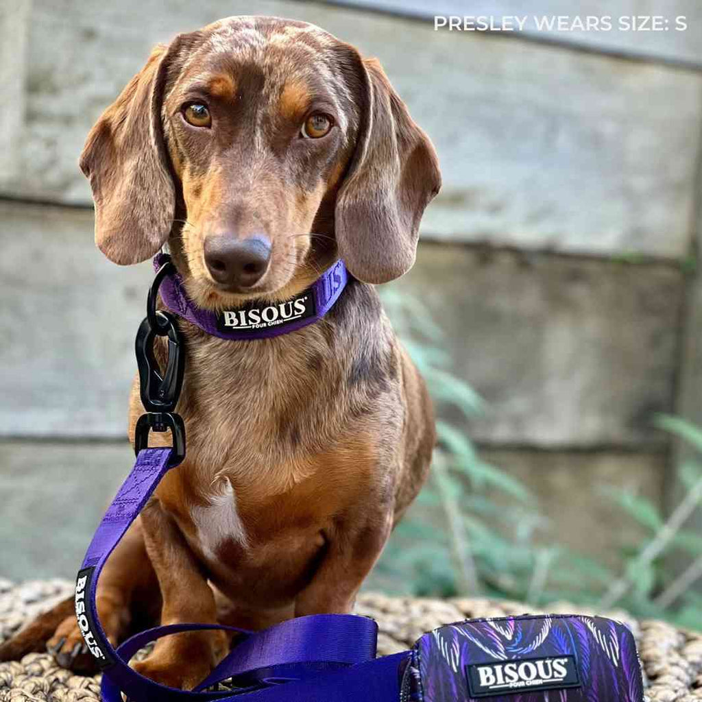 Classic Dog Collar | Purple - Bisous | Pour Chien