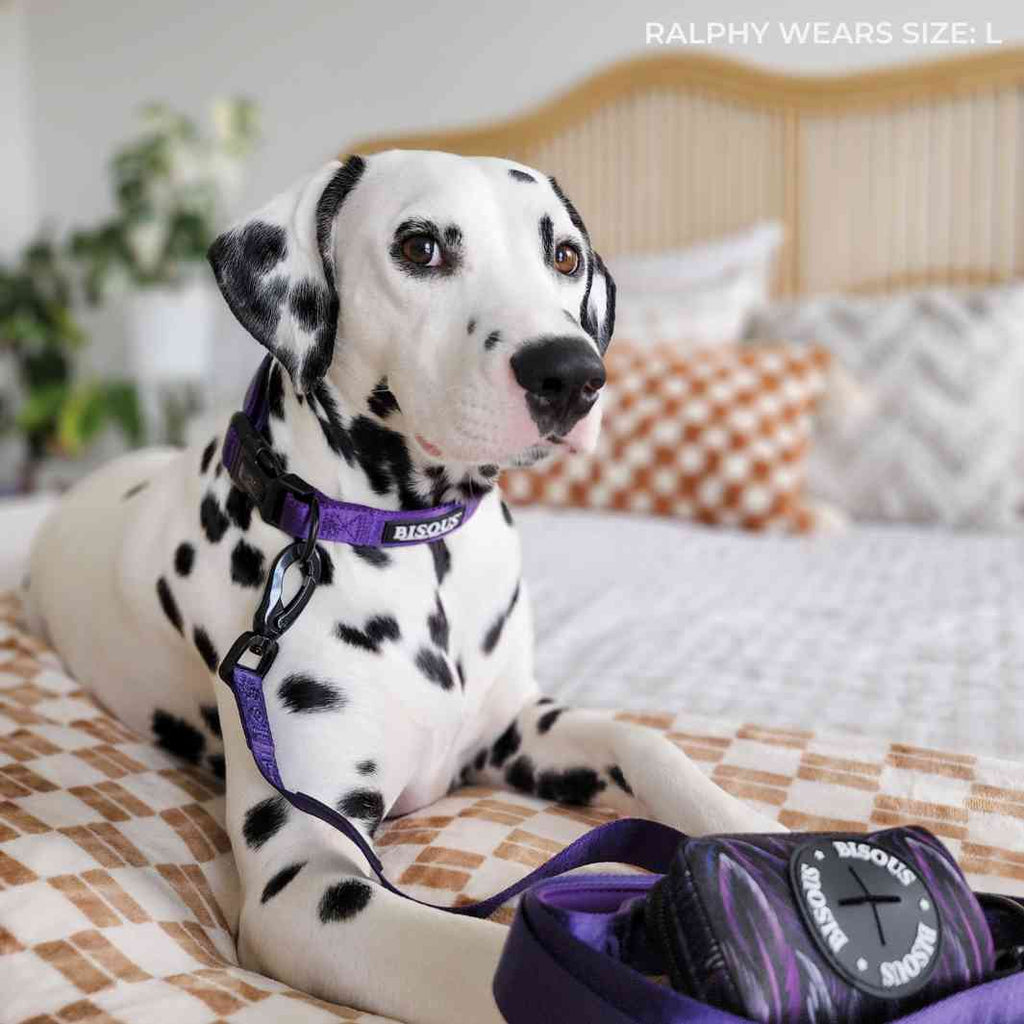 Classic Dog Collar | Purple - Bisous | Pour Chien