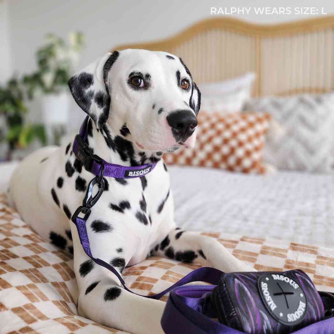 Classic Dog Collar | Purple - Bisous | Pour Chien