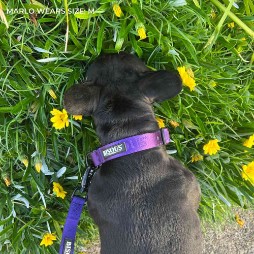 Classic Dog Collar | Purple - Bisous | Pour Chien