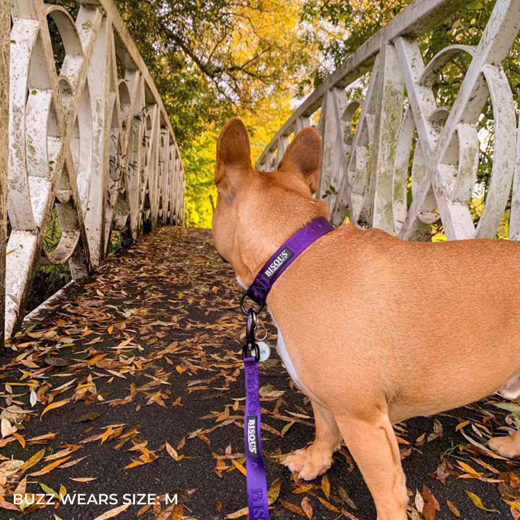 Classic Dog Collar | Purple - Bisous | Pour Chien