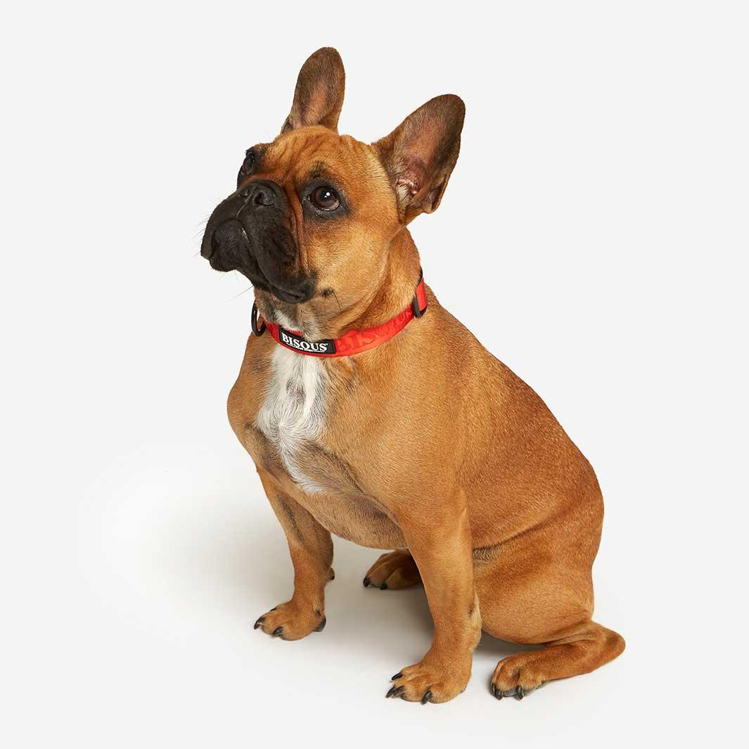 Classic Dog Collar | Red - Bisous | Pour Chien