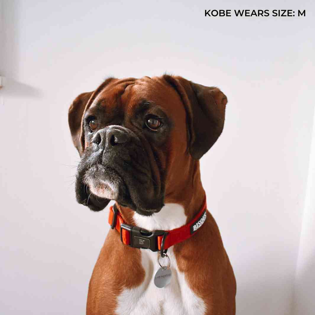 Classic Dog Collar | Red - Bisous | Pour Chien