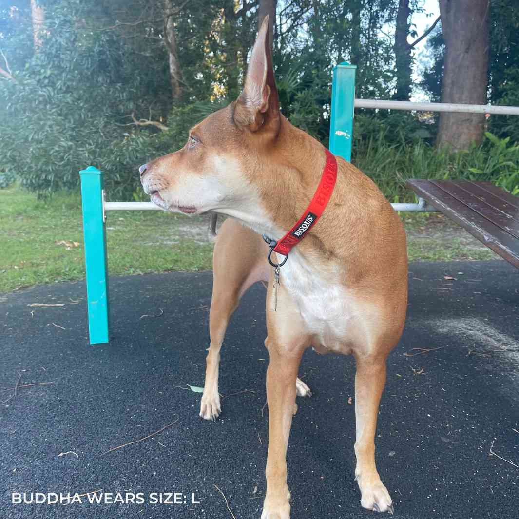 Classic Dog Collar | Red - Bisous | Pour Chien