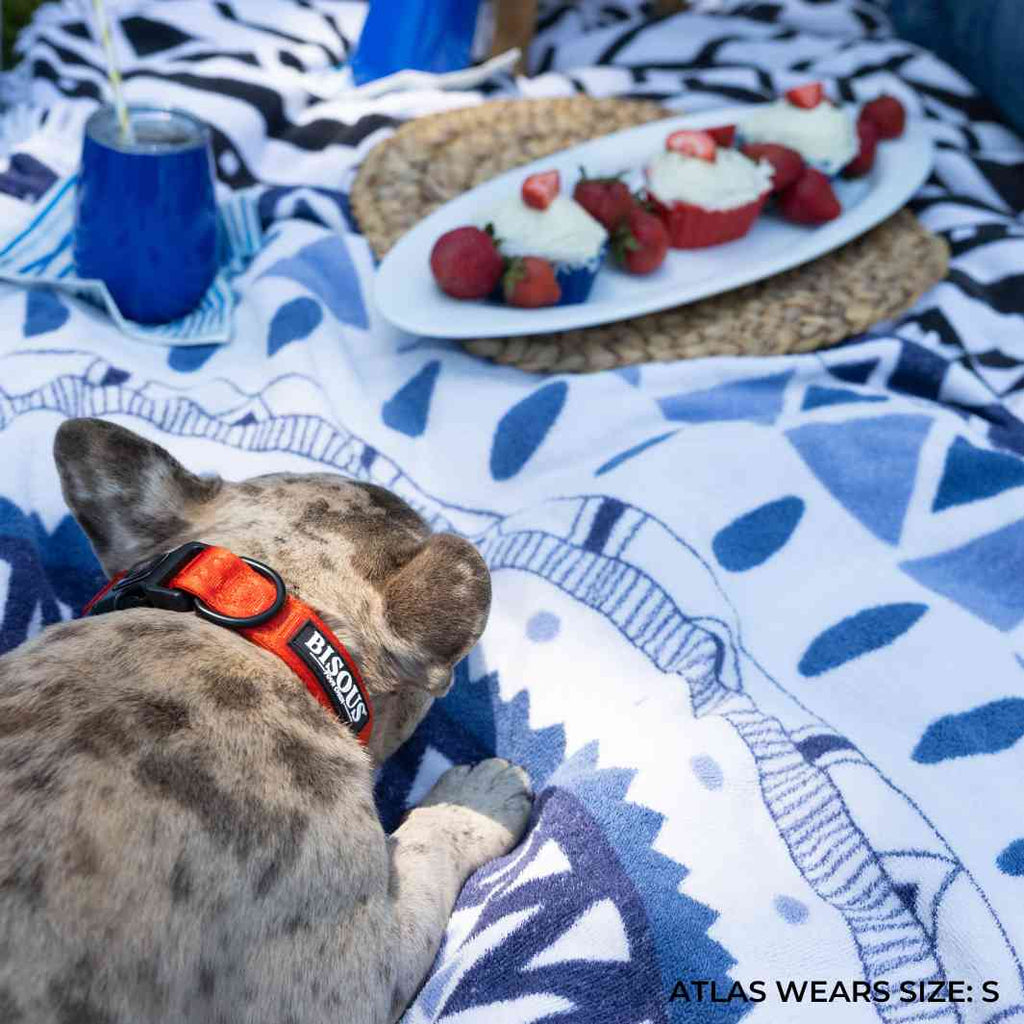 Classic Dog Collar | Red - Bisous | Pour Chien