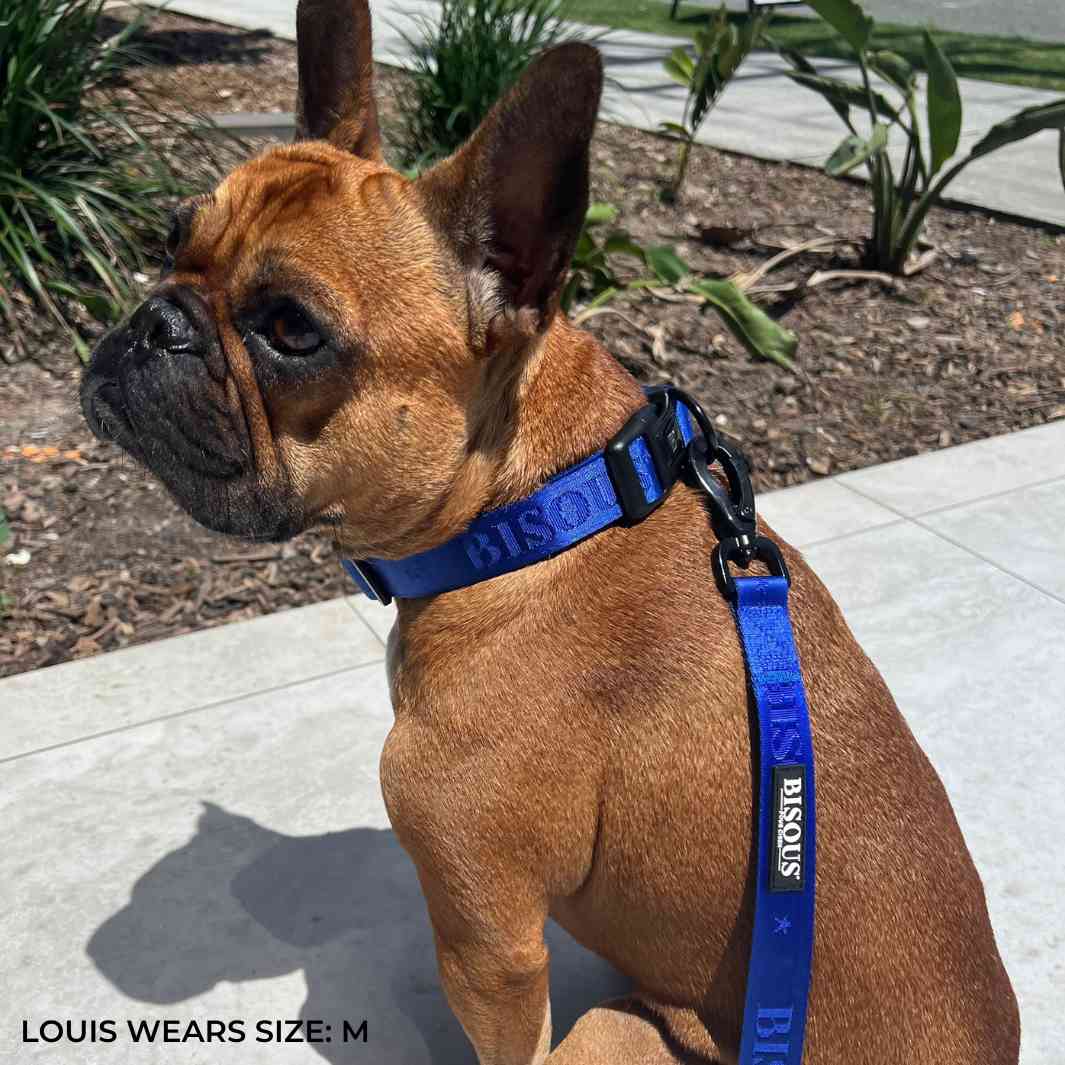 Classic Dog Collar | Royale Blue - Bisous | Pour Chien