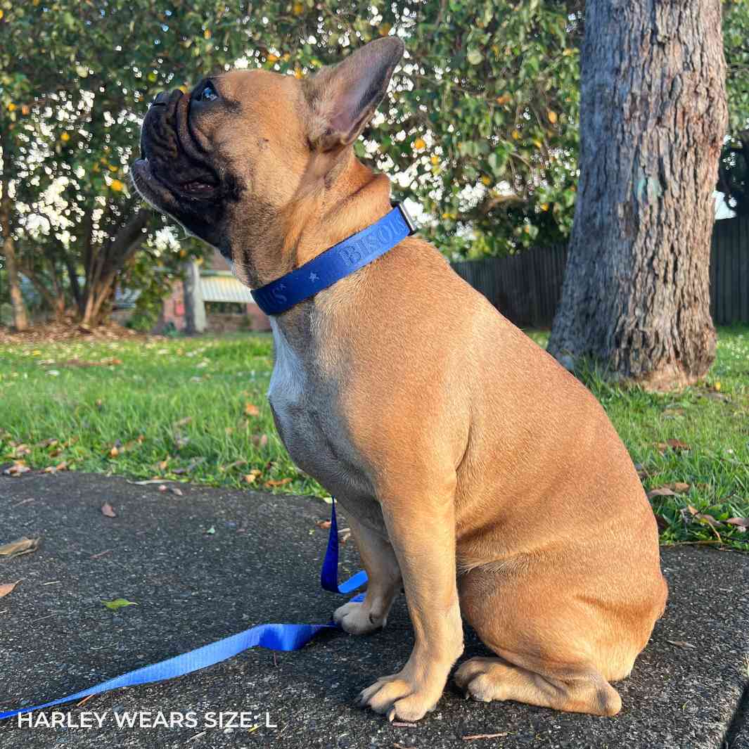 Classic Dog Collar | Royale Blue - Bisous | Pour Chien