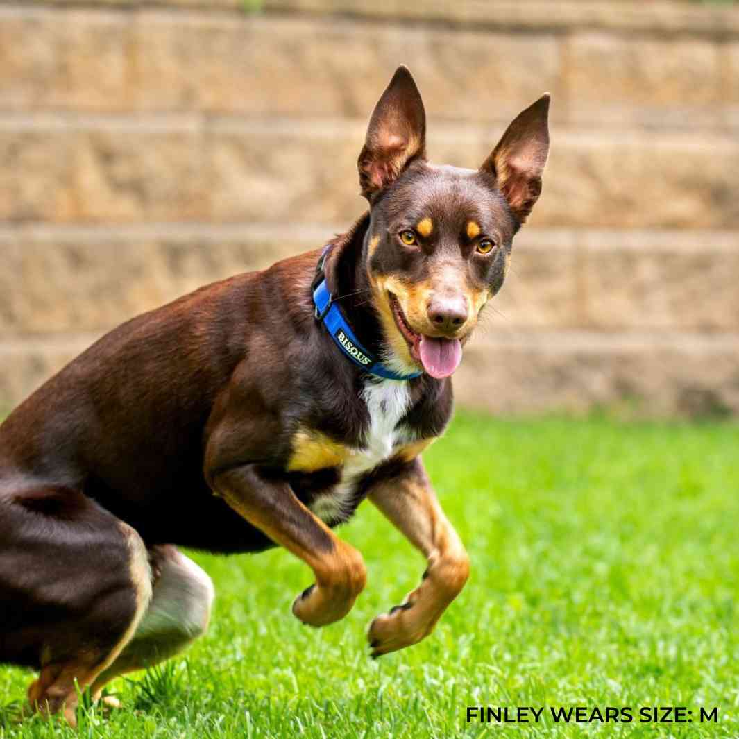 Classic Dog Collar | Royale Blue - Bisous | Pour Chien