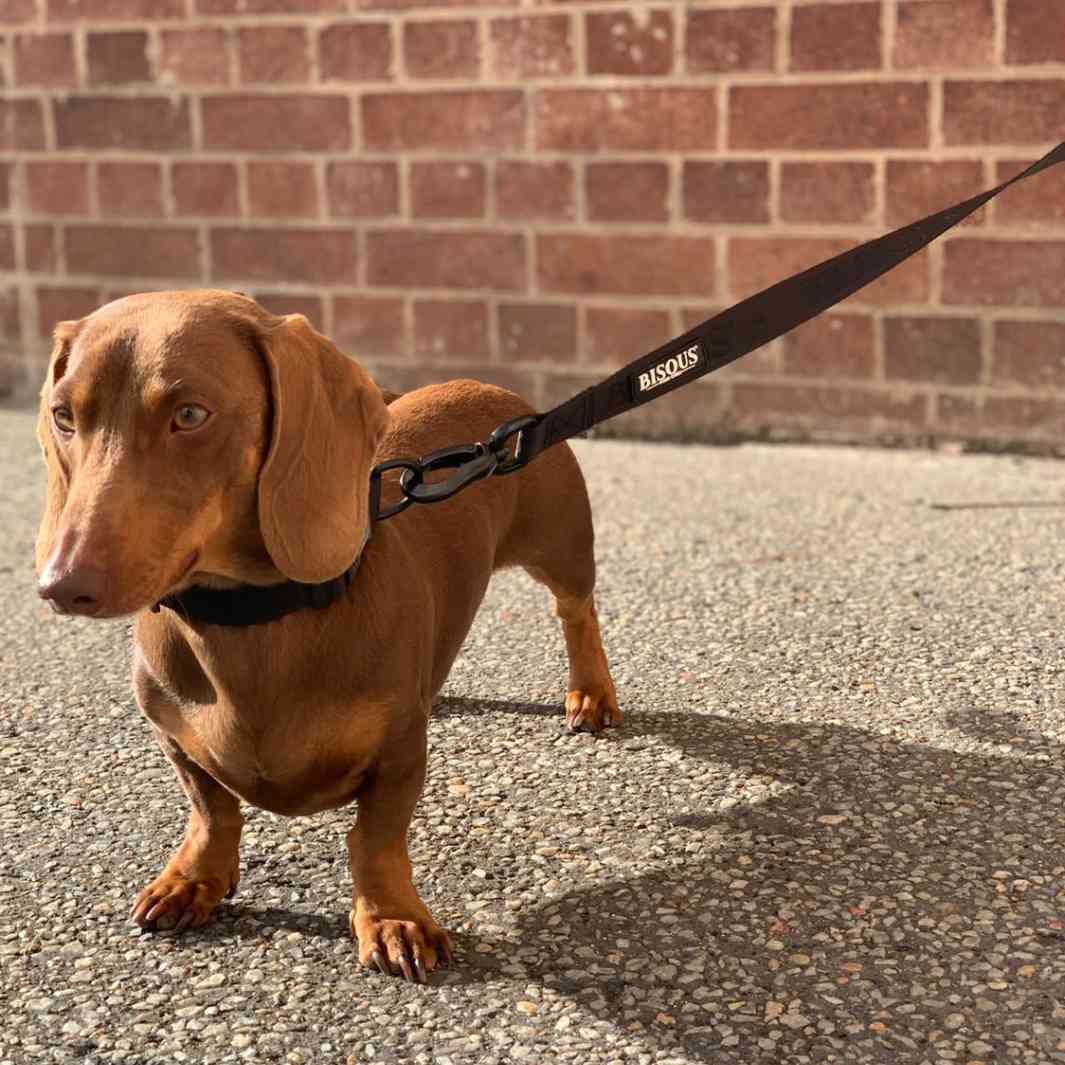 Classic Dog Leash | Black - Bisous | Pour Chien