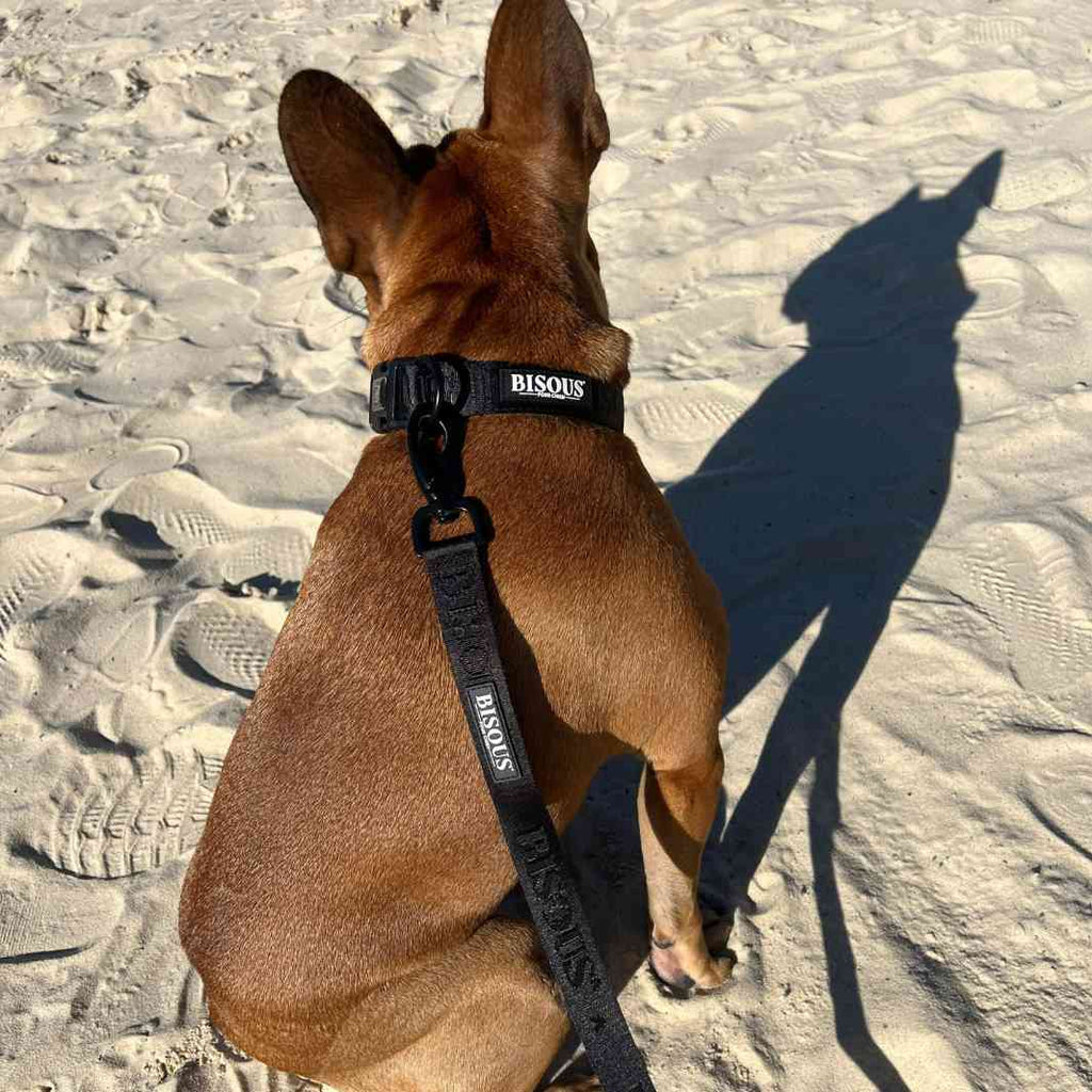 Classic Dog Leash | Black - Bisous | Pour Chien