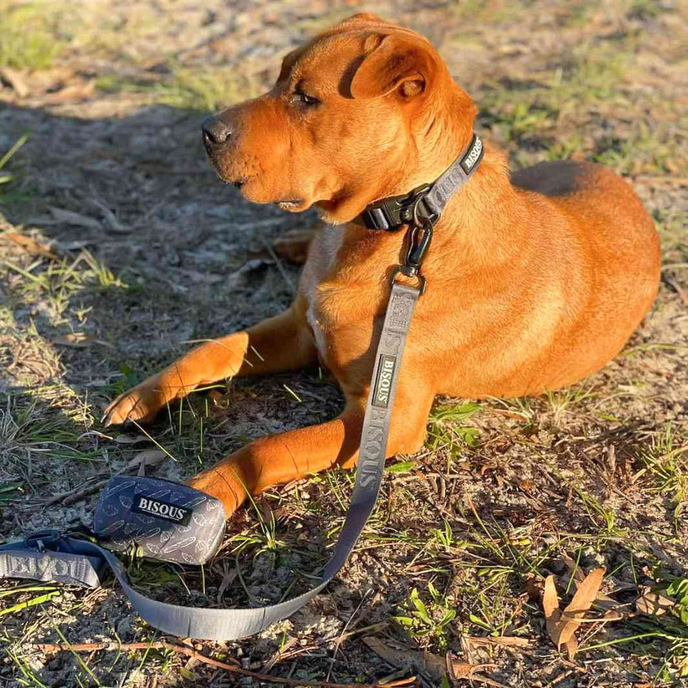 Classic Dog Leash | Blue - Bisous | Pour Chien