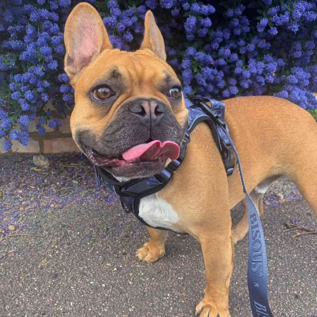 Classic Dog Leash | Blue - Bisous | Pour Chien