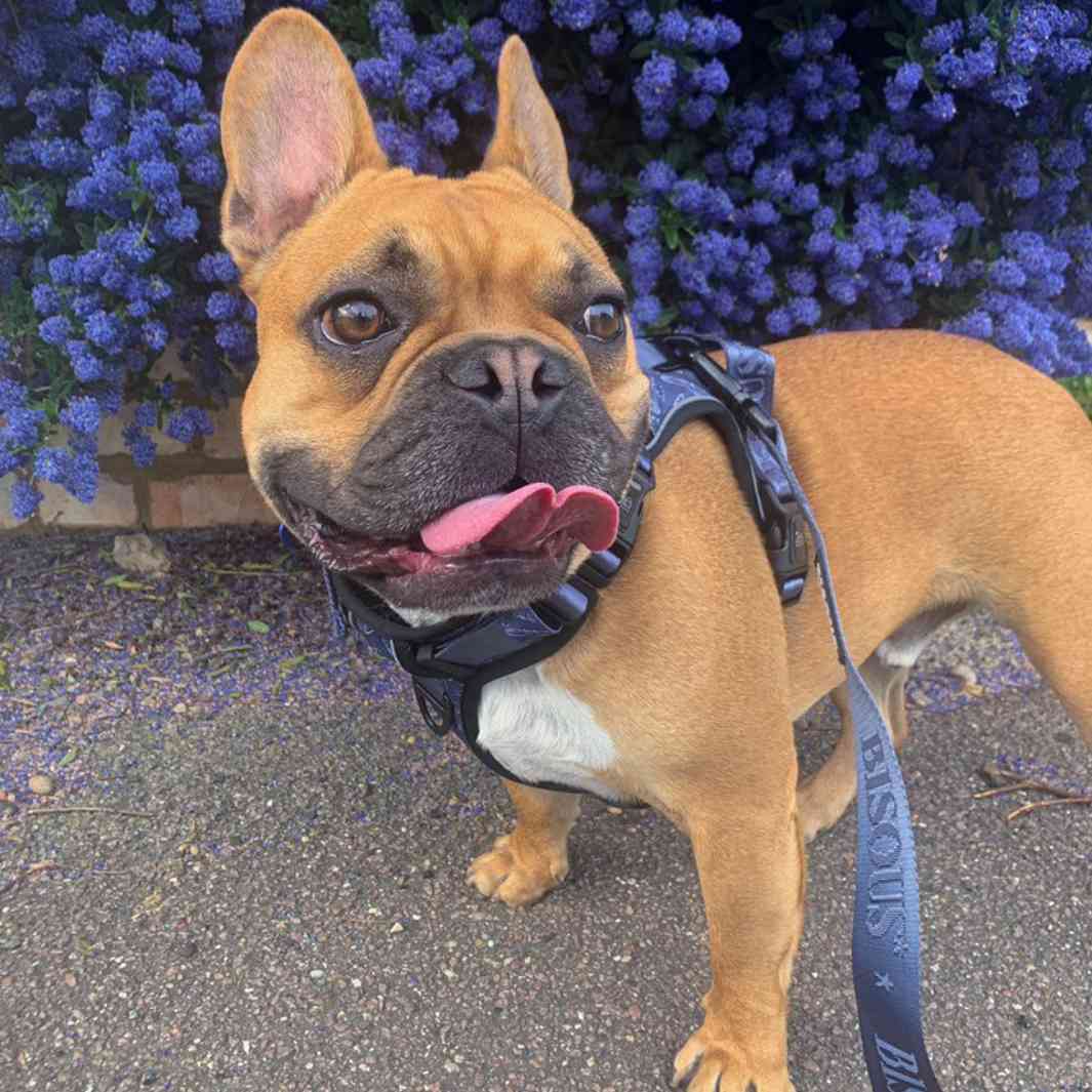 Classic Dog Leash | Blue - Bisous | Pour Chien