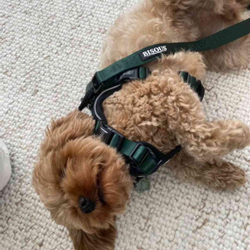 Classic Dog Leash | Green - Bisous | Pour Chien