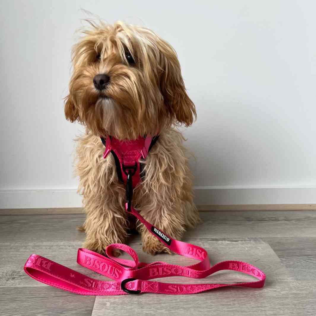 Classic Dog Leash | Pink - Bisous | Pour Chien