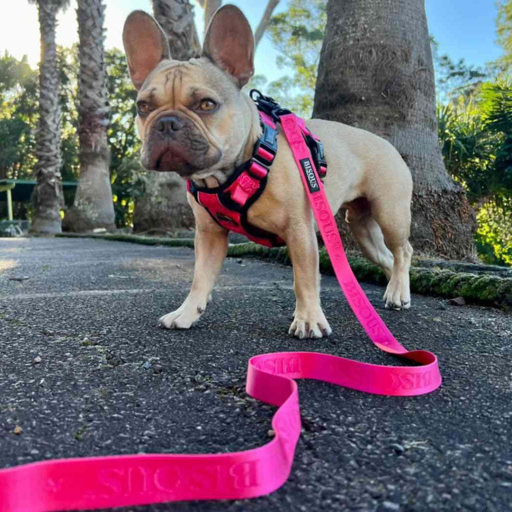 Classic Dog Leash | Pink - Bisous | Pour Chien