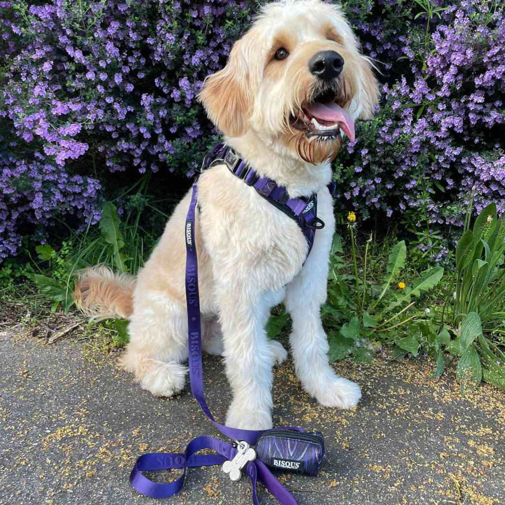 Classic Dog Leash | Purple - Bisous | Pour Chien