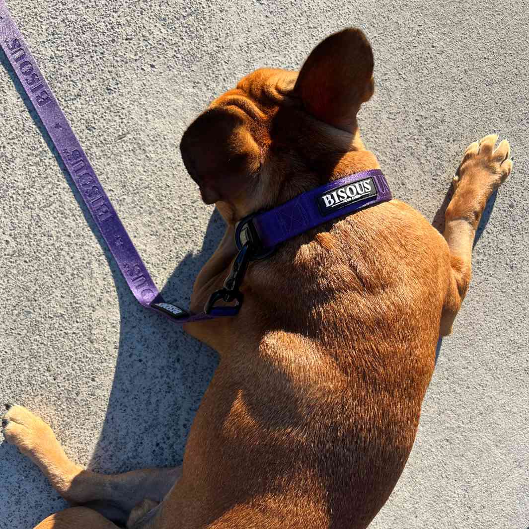 Classic Dog Leash | Purple - Bisous | Pour Chien