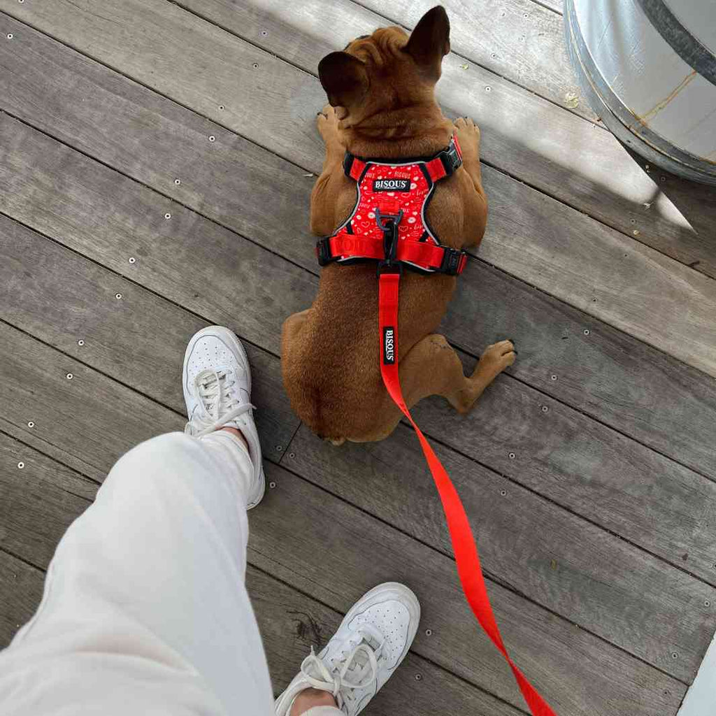 Classic Dog Leash | Red - Bisous | Pour Chien