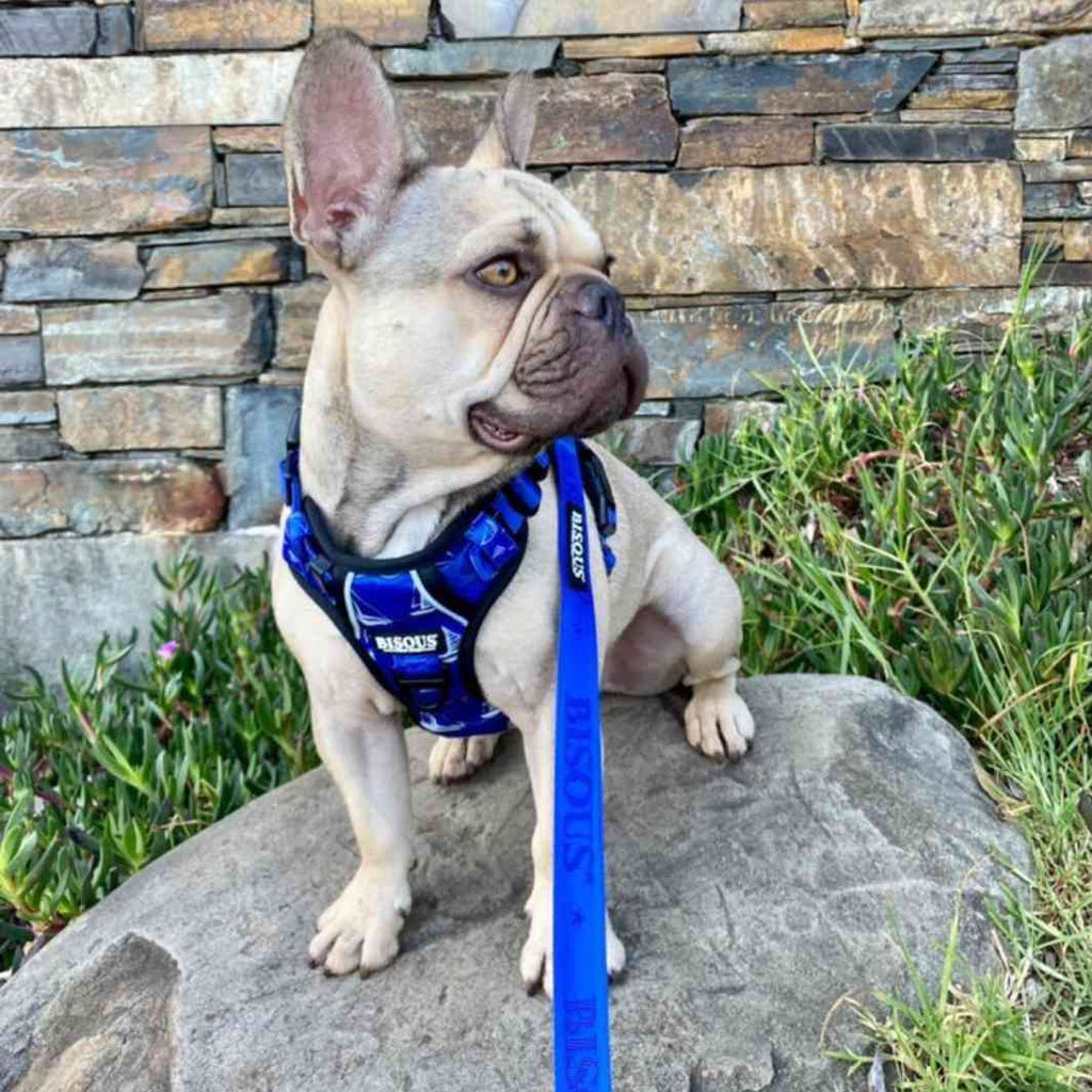 Classic Dog Leash | Royale Blue - Bisous | Pour Chien