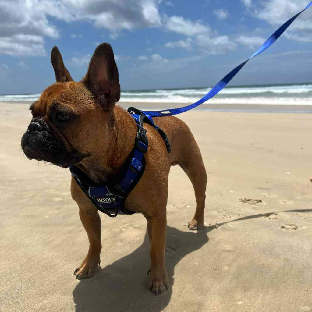 Classic Dog Leash | Royale Blue - Bisous | Pour Chien