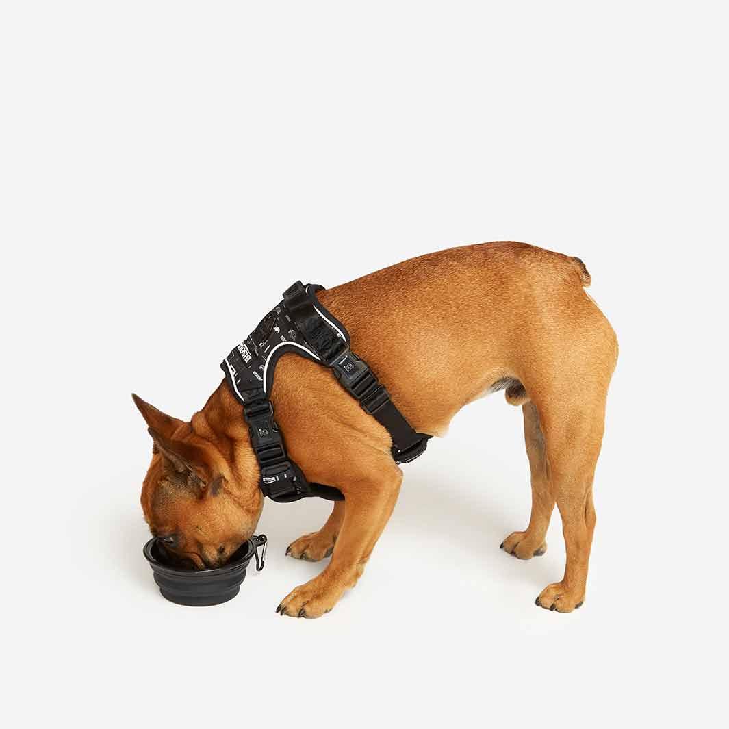 Dog Travel Water Bowl - Bisous | Pour Chien