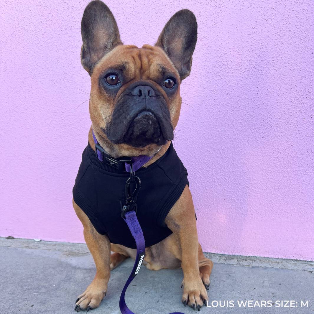 ESSENTIAL DOG SWEATSHIRT | BLACK - Bisous Pets