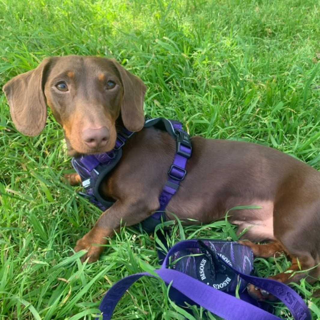 Harness Set | Plume Purple - Bisous | Pour Chien