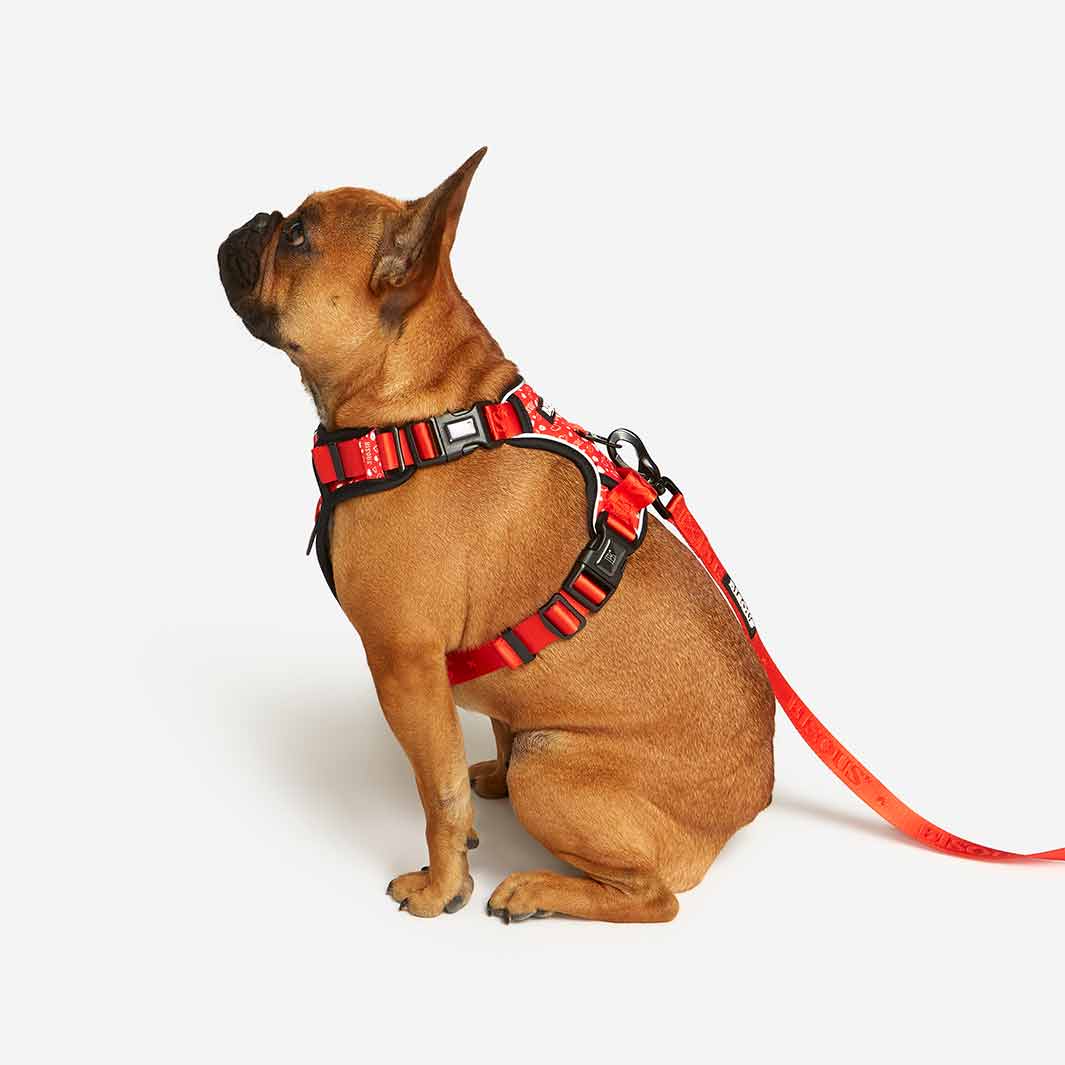 Lifestyle Dog Harness | Bisous - Bisous | Pour Chien