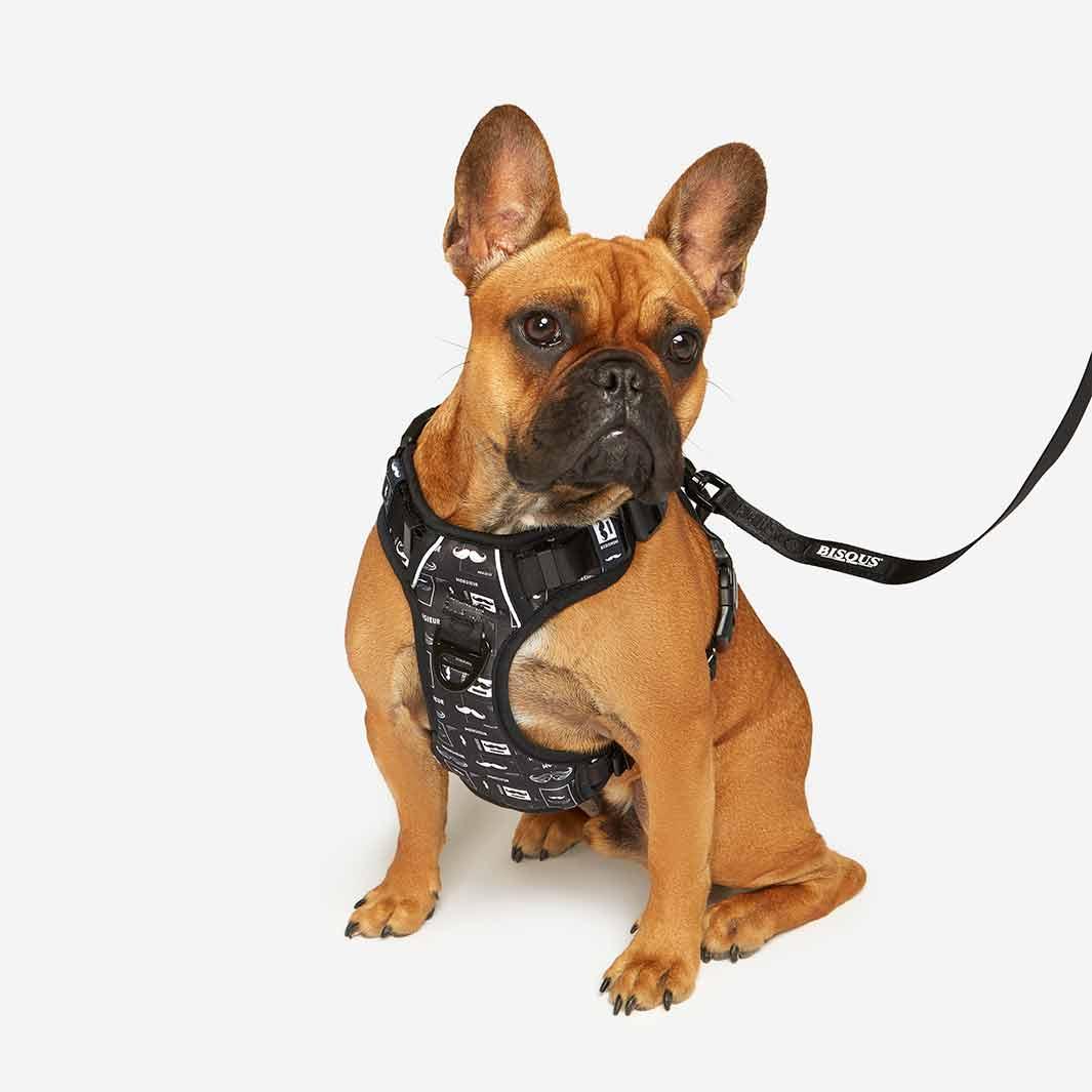 Lifestyle Dog Harness | Monsieur - Bisous | Pour Chien