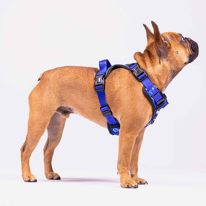 Lifestyle Dog Harness | Saint Tropez - Bisous | Pour Chien