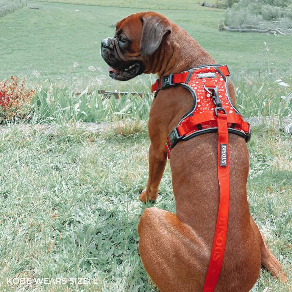 Smart-Fit Harness | Bisous - Bisous | Pour Chien