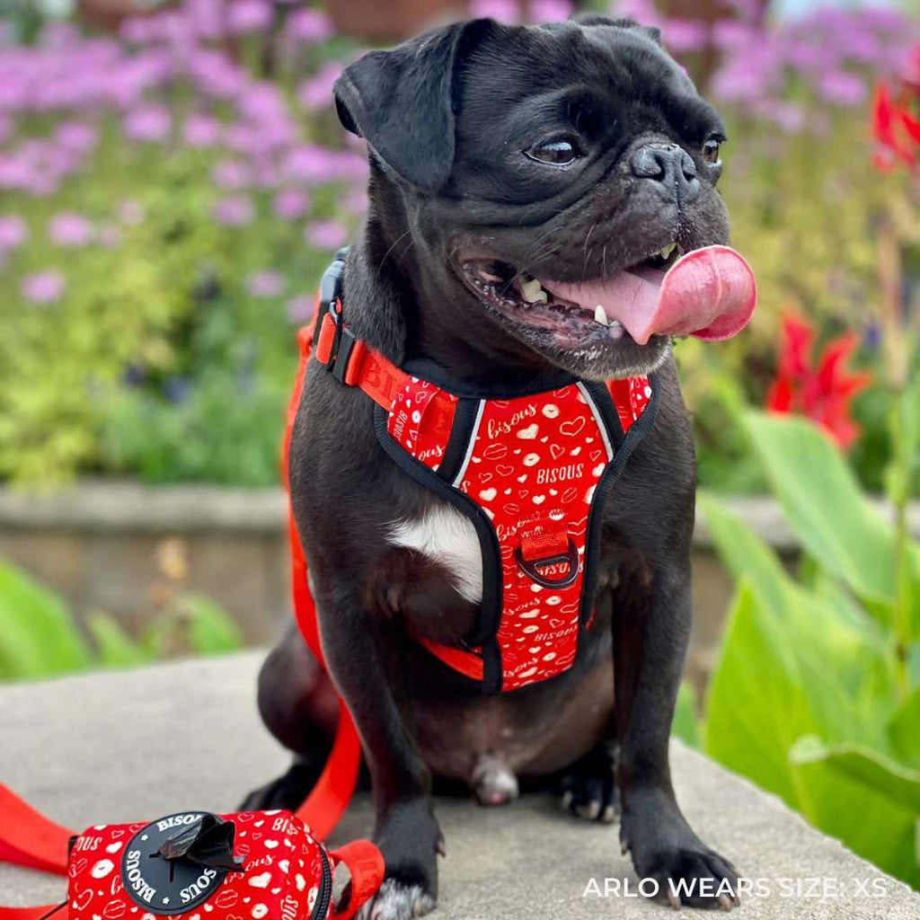 Smart-Fit Harness | Bisous - Bisous | Pour Chien