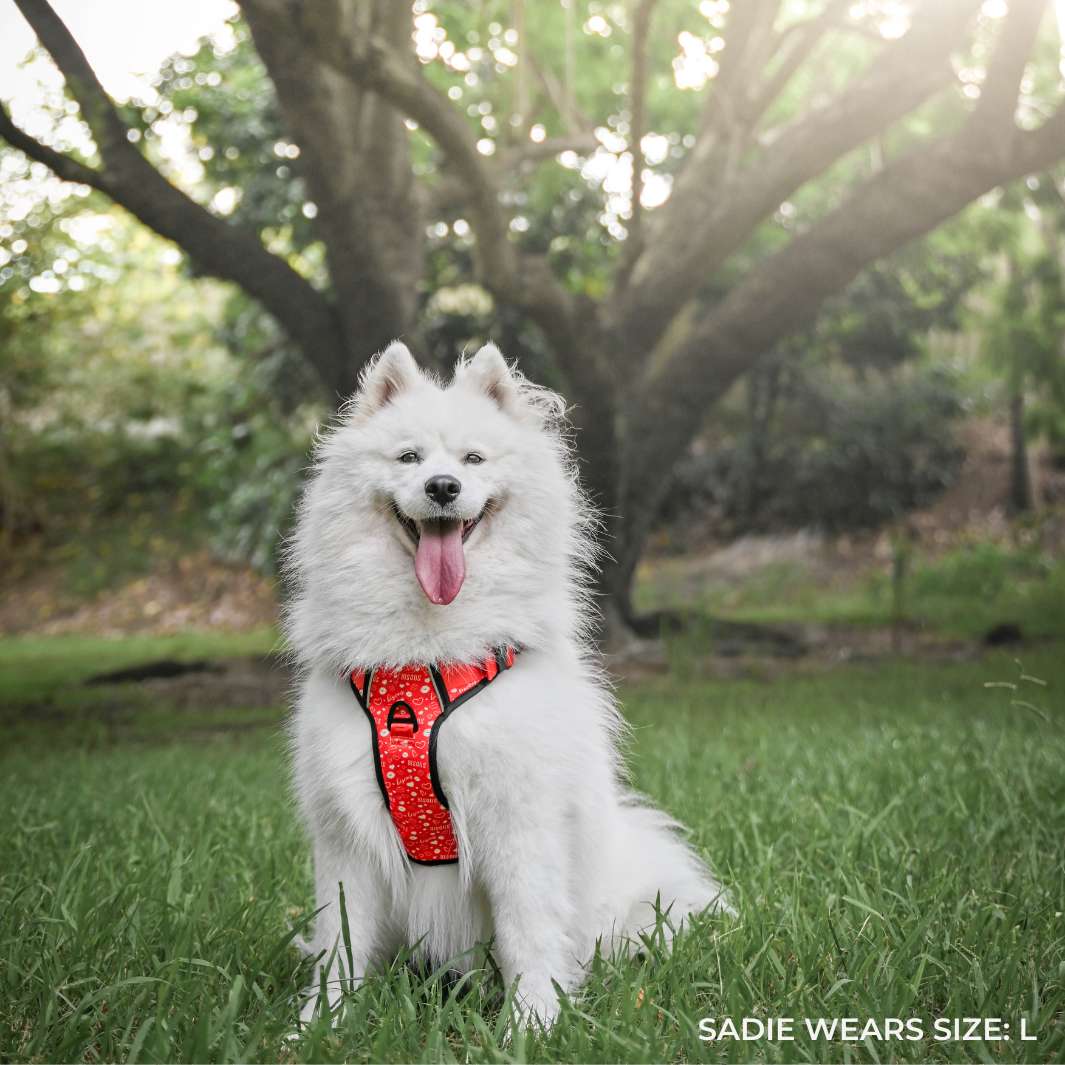 Smart-Fit Harness | Bisous - Bisous | Pour Chien