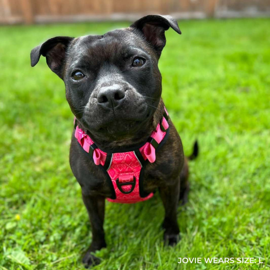 Smart-Fit Harness | Madame - Bisous | Pour Chien