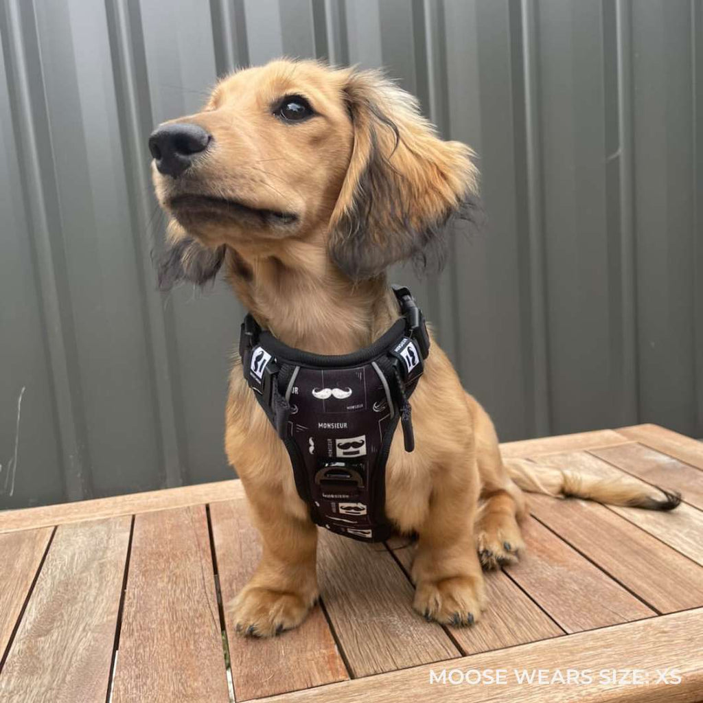 Smart-Fit Harness | Monsieur - Bisous | Pour Chien