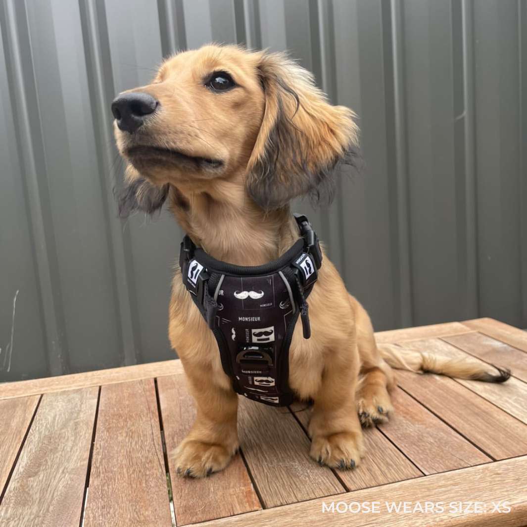 Smart-Fit Harness | Monsieur - Bisous | Pour Chien