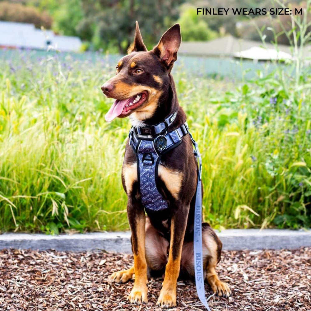 Smart-Fit Harness | Petit Déj - Bisous | Pour Chien