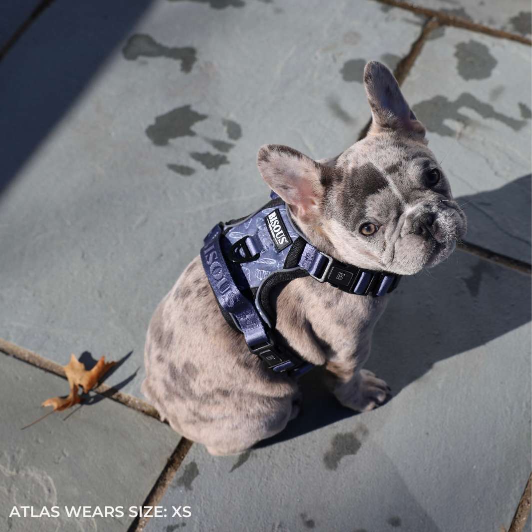 Smart-Fit Harness | Petit Déj - Bisous | Pour Chien