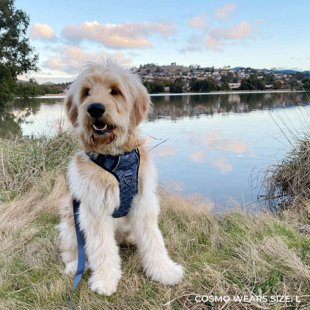 Smart-Fit Harness | Petit Déj - Bisous | Pour Chien