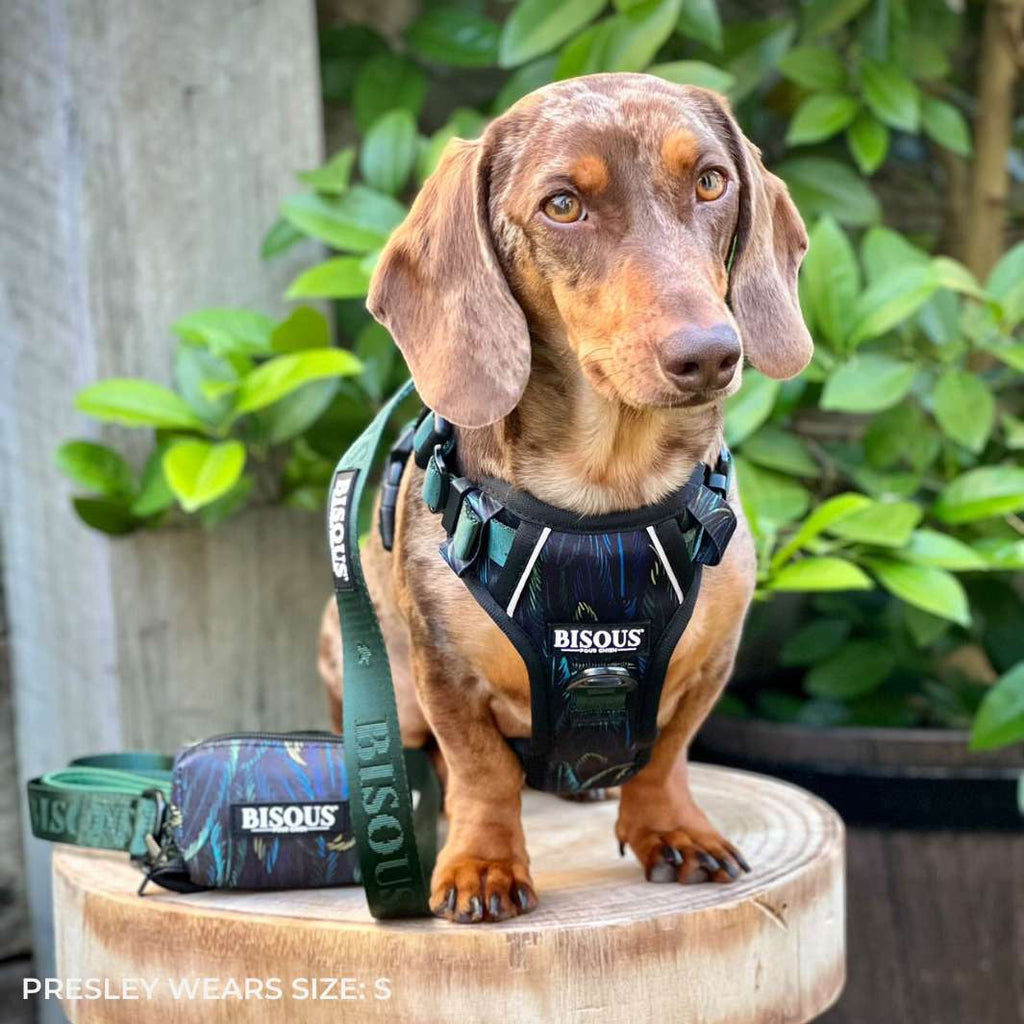 Smart-Fit Harness | Plume Green - Bisous | Pour Chien