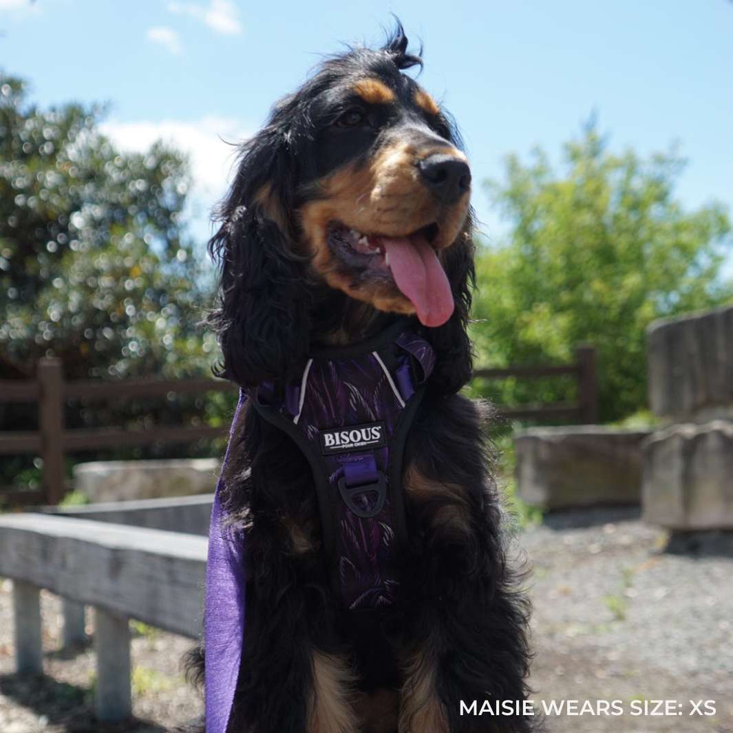 Smart-Fit Harness | Plume Purple - Bisous | Pour Chien