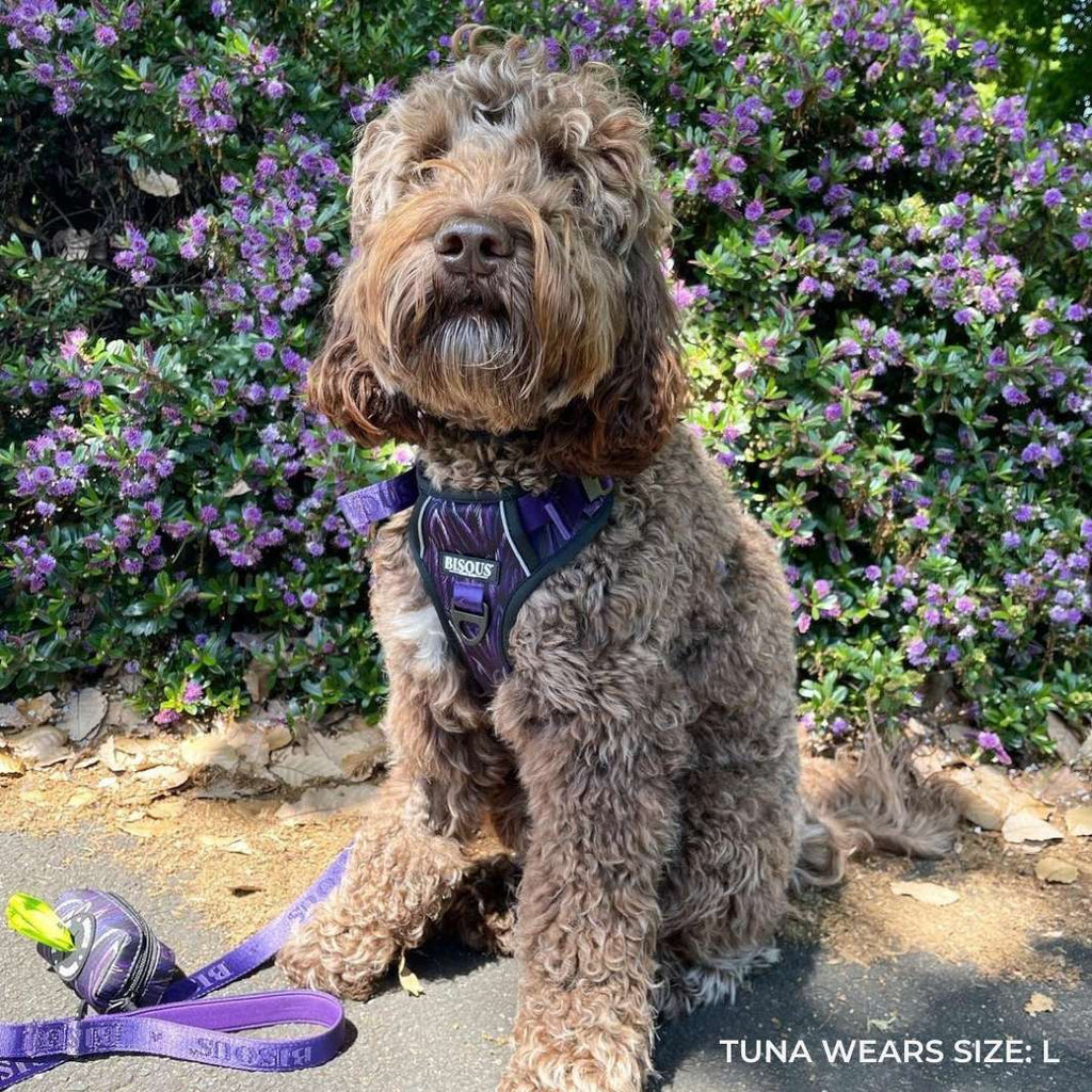 Smart-Fit Harness | Plume Purple - Bisous | Pour Chien