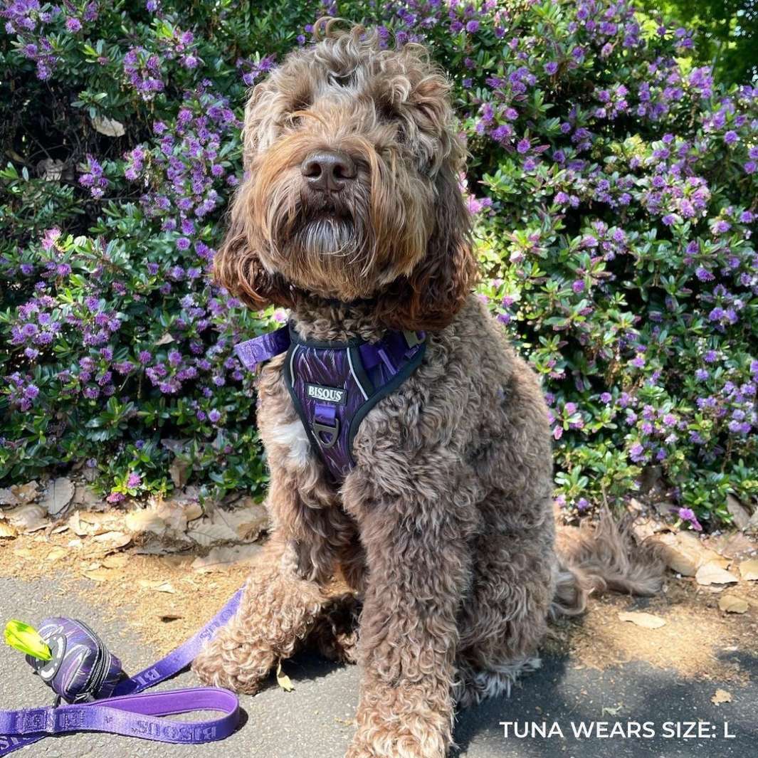 Smart-Fit Harness | Plume Purple - Bisous | Pour Chien