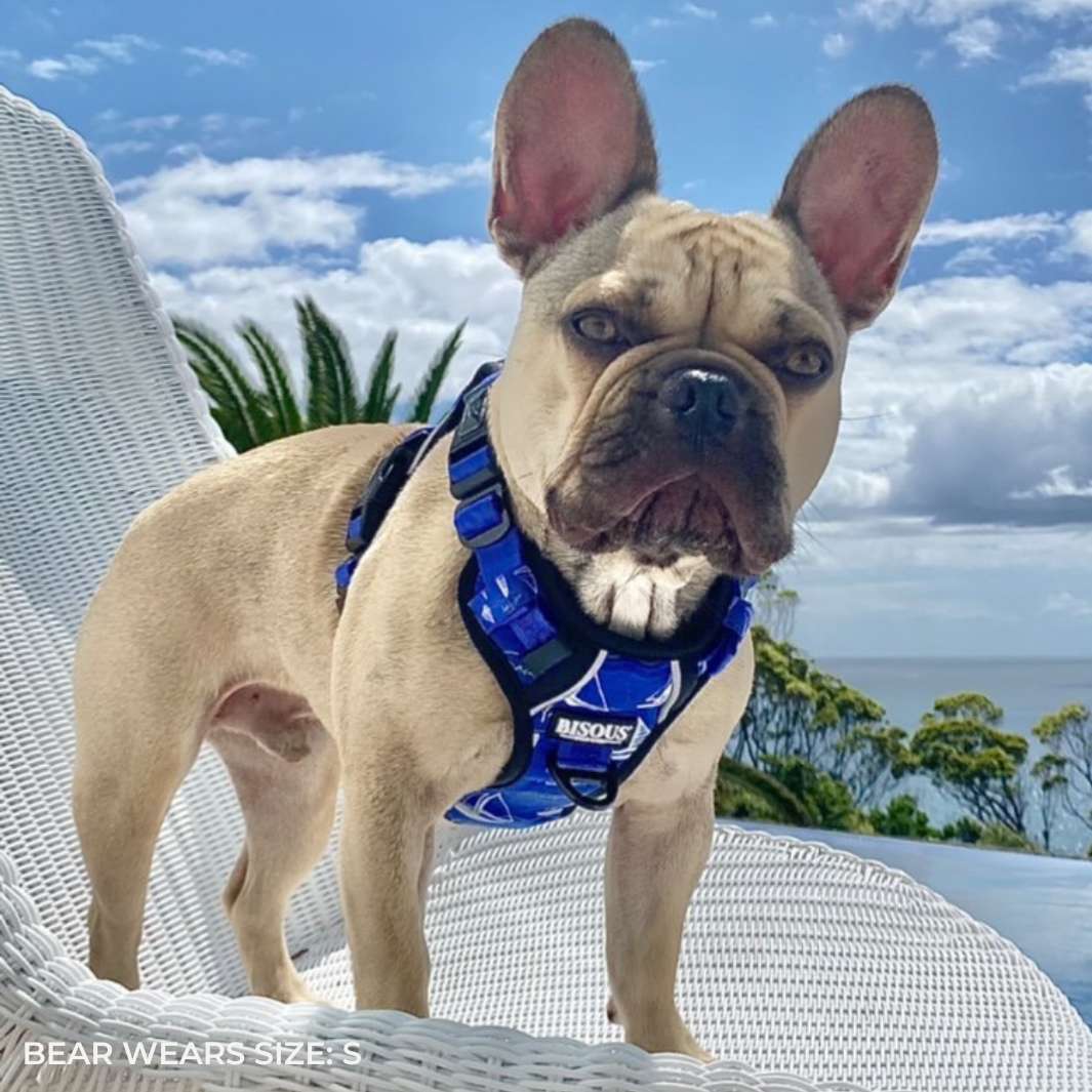 Smart-Fit Harness | Saint Tropez - Bisous | Pour Chien